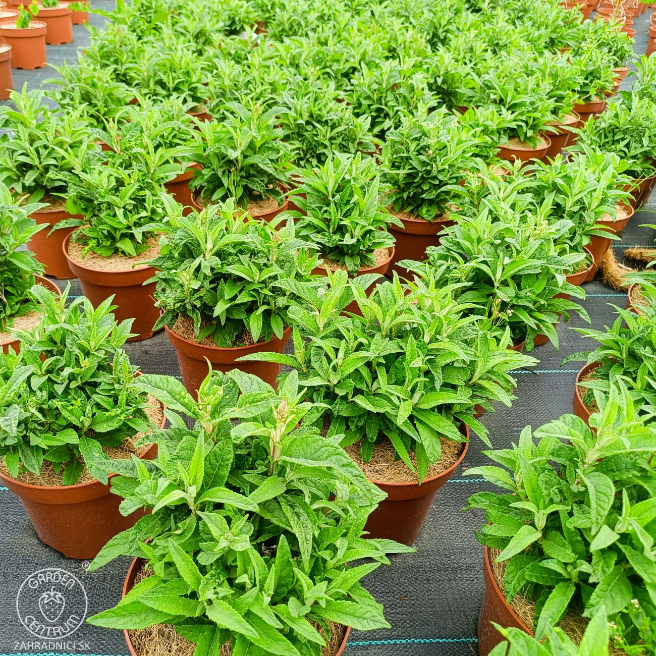 Obrázok Budleja Dávidova (Buddleja Davidii) ‘LITTLE RUBY BUTTERFLY CANDY’® - výška 20-30 cm, kont. C2L